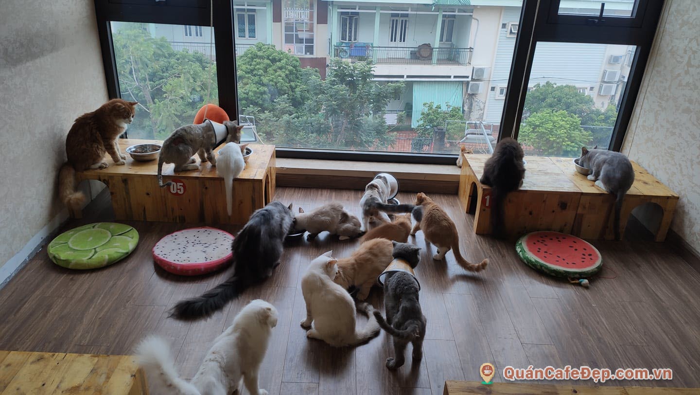 Quán Cafe mèo Ngao’s Home